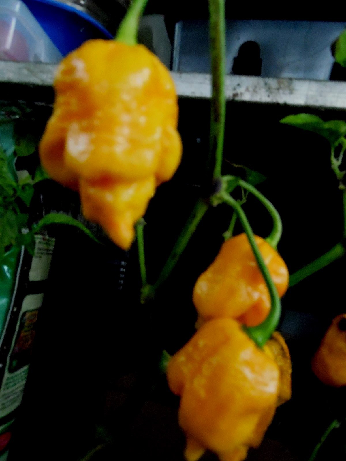 Yellow Ghost Pepper Seeds! (Bhut Jolakia) VERY HOT! – Comb. S/H SEE OUR STORE!