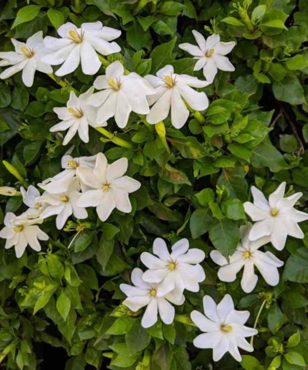 Gardenia Thunbergia aka Wild Gardenia 5 Seeds Free Shipping!