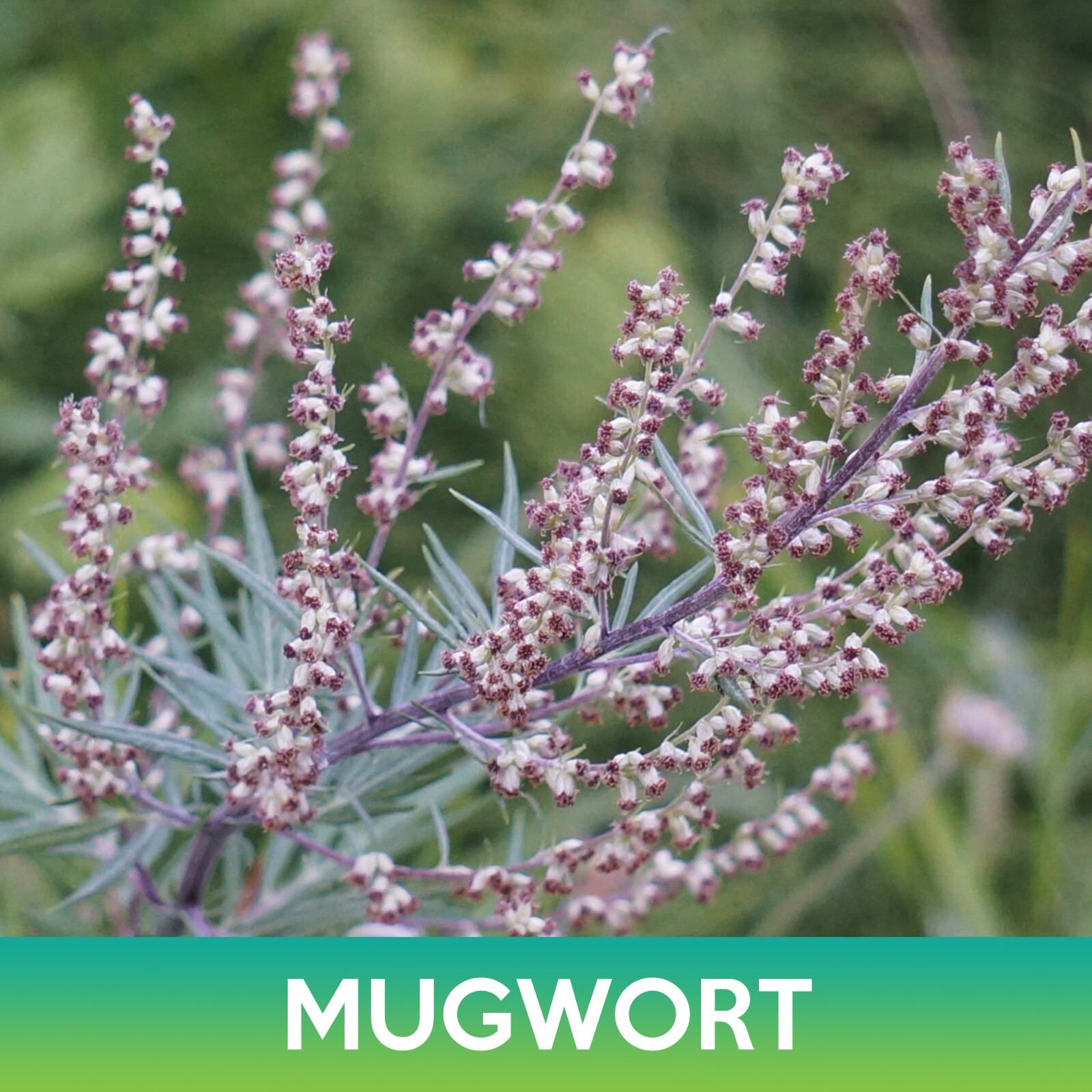 Mugwort Seeds, Wild Wormwood, Artemisia vulgaris