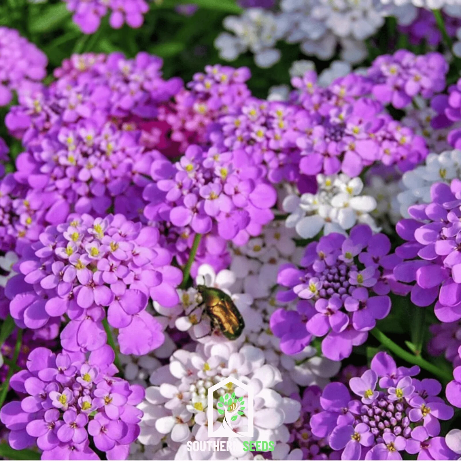 Globe Candytuft Seeds, Iberis umbellata, Beautiful Colorful Blooms, FREE SHIP
