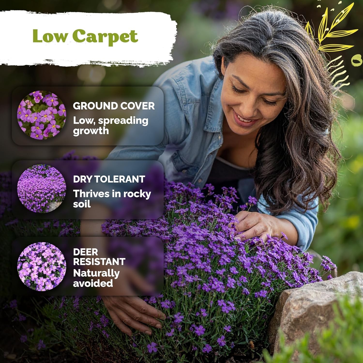 High Germination Aubrieta Seeds – 1,000 Count Purple Rock Cress for Outdoors