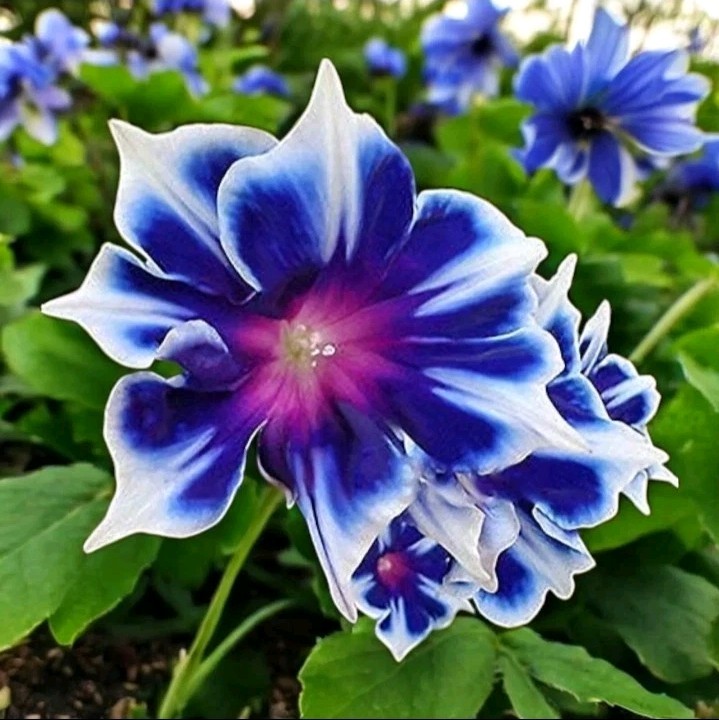 Chilean Morning Glory Seeds – 100pcs Mixed Color Blooms for Stunning Garden