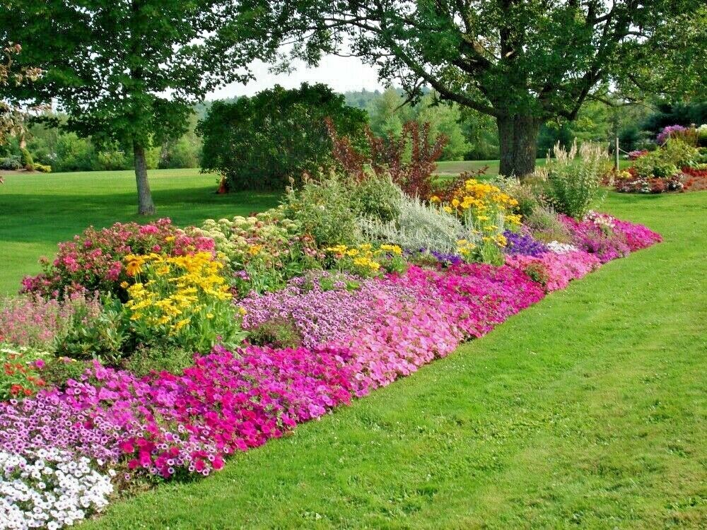 2001+Tall NATIVE WILDFLOWER MIX Seeds 19 Flowering Annuals Cut Flowers Fast Easy