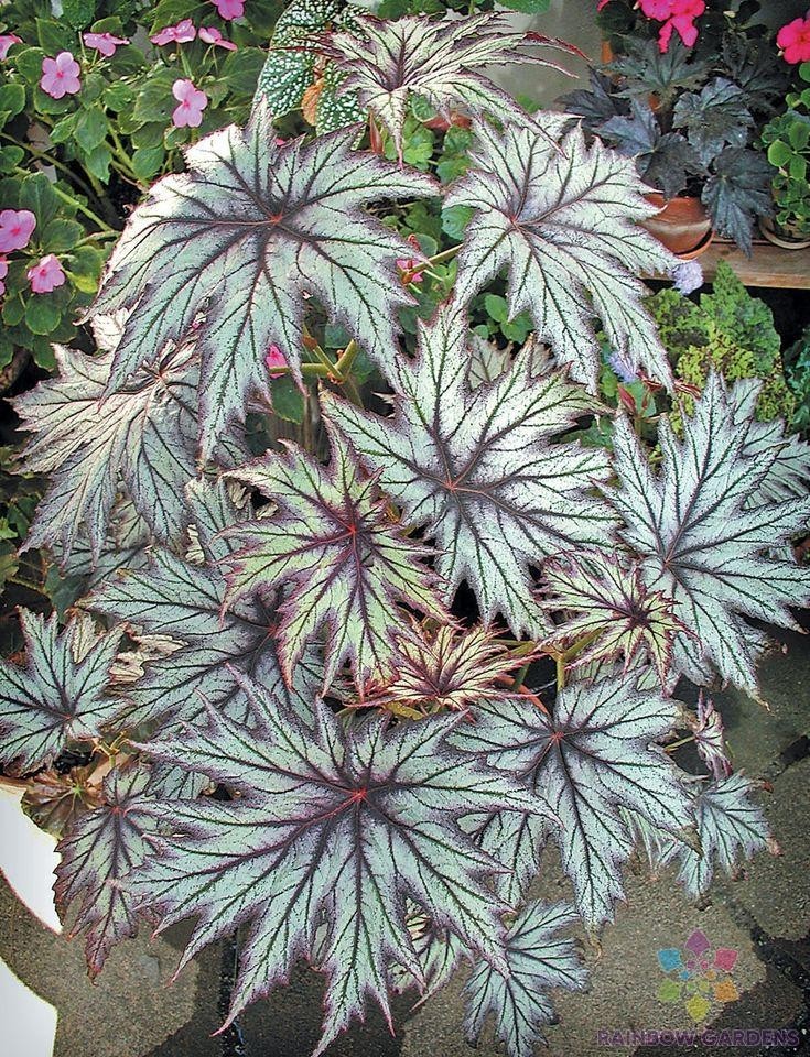 25+ Connie Boswell Begonia Seeds for Garden Planting – USA – FREE SHIPPING!