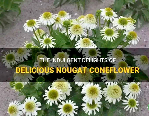 Delicious Creamy White Nougat Coneflower 30 seeds~The Brooklyn Botanical Gardens