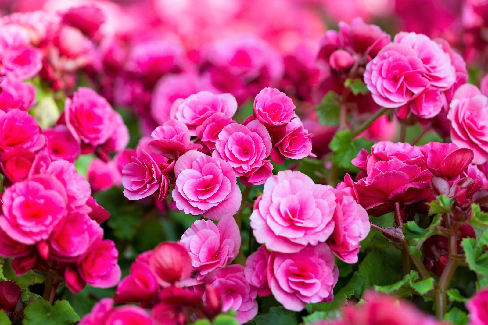 30 MIXED DOUBLE BEGONIA Tuberosa Tuberous Begonia Red Pink + Shade Flower Seeds