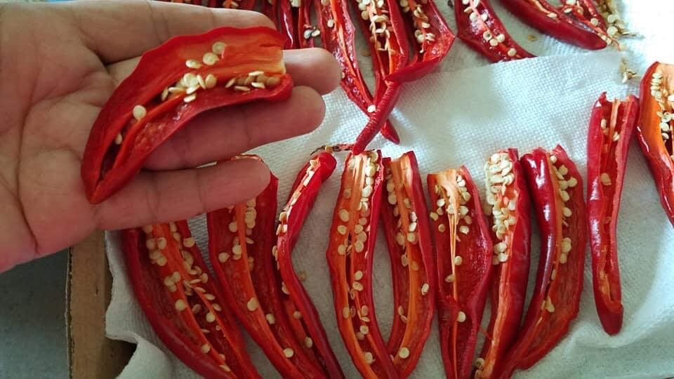 Organic Sweet Paprika PEPPER, Fuscher Paprika -30 Heirloom Seeds