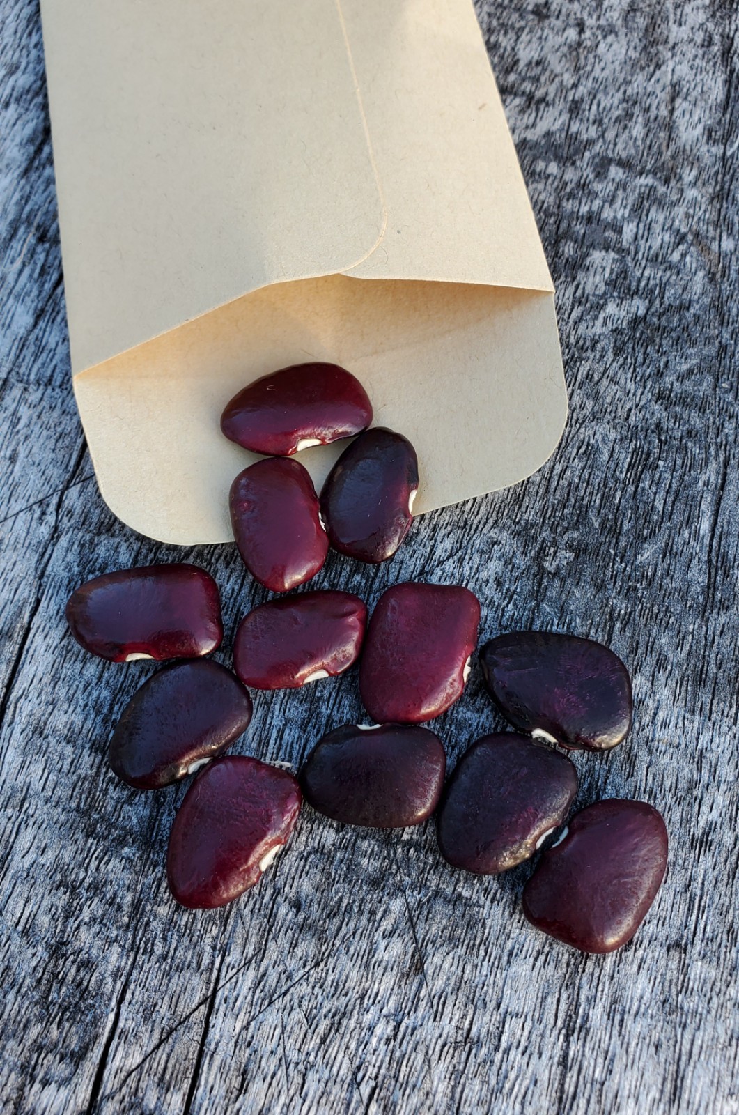 10+ Worcester Indian Red Pole Lima Bean Seeds – Heirloom Red Saba Lima Bean