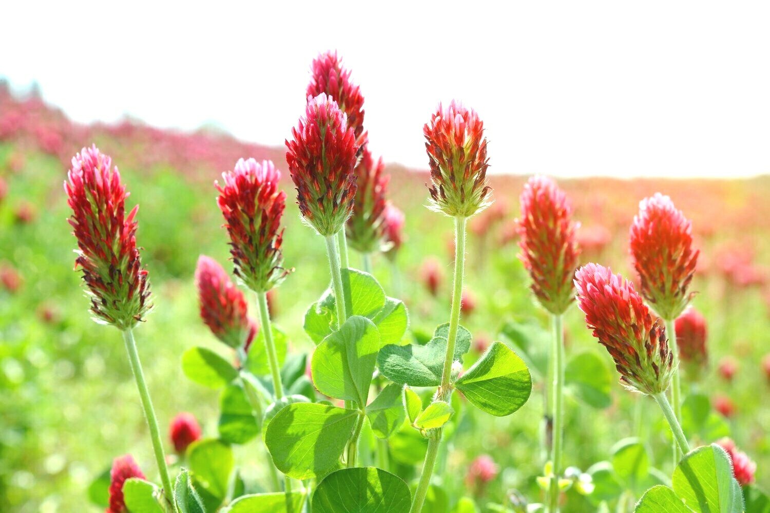 1001+CRIMSON CLOVER Seeds Groundcover Food Plot Native Wildflower Pollinators