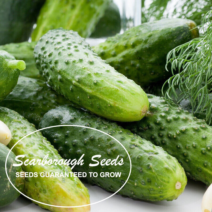 SCARBOROUGH SEEDS Boston Pickling Cucumber 50 Seeds | Non-GMO | Heirloom | USA