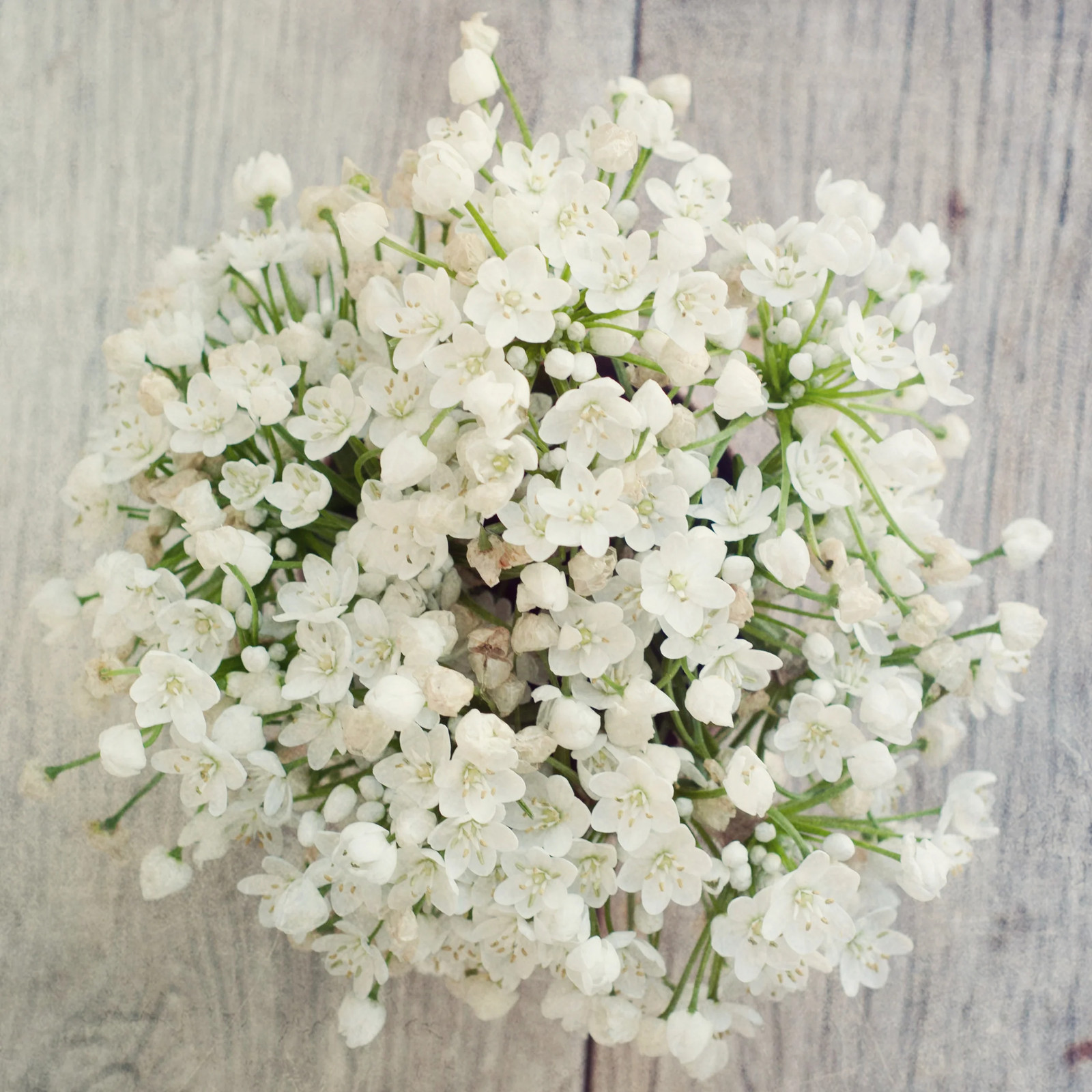 10 WHITE ALLIUM Neapolitanum Flowering or Naples Onion, Neopolitan or Daffodil G