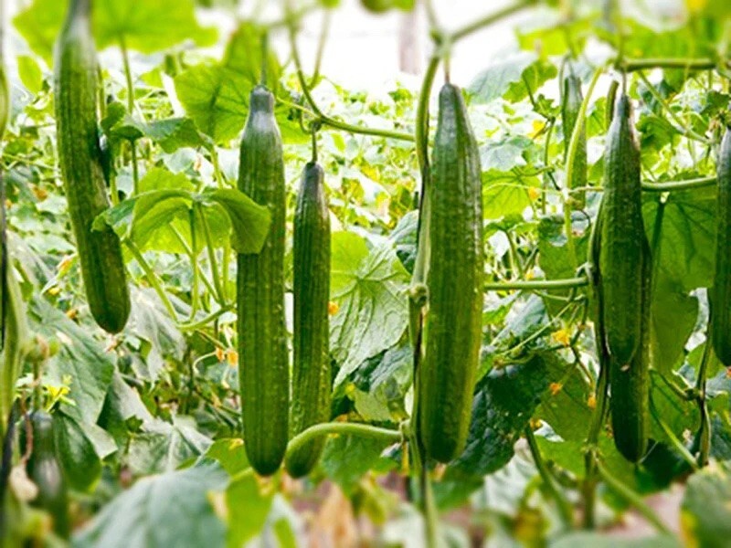 15 Organic Japanese Suyo Long Cucumber 15 Seeds, FREE SHIPPING
