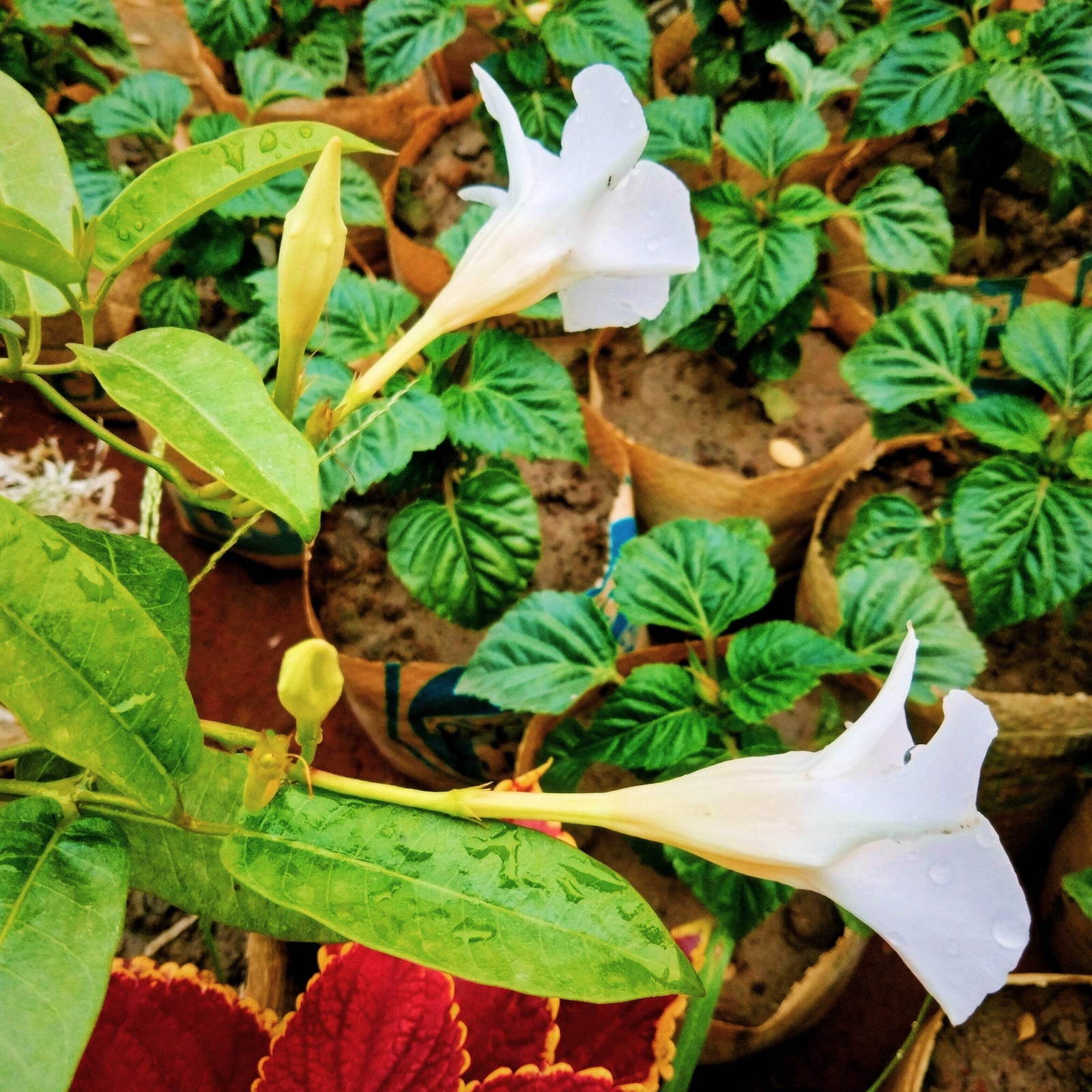 5 CHILEAN JASMINE / MANDEVILLA Laxa White Fragrant Flower Vine Seeds