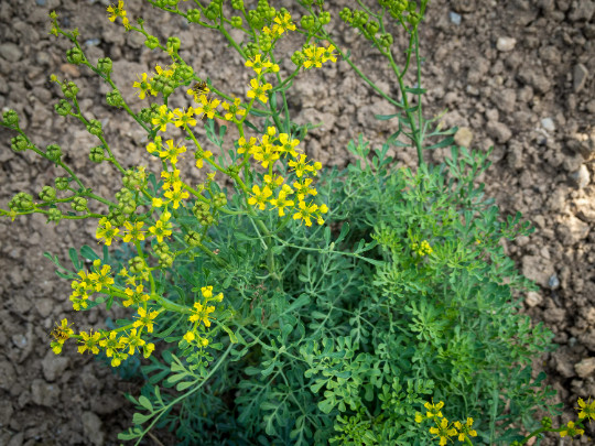 Rue (Ruta graveolens) Seeds, Qty 100