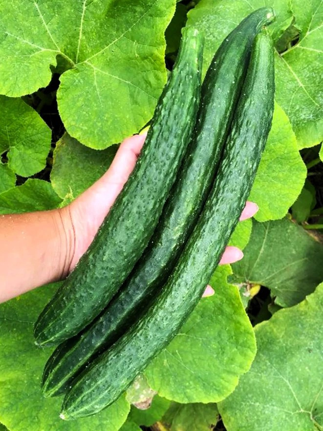 25+ Japanese Long Burpless Cucumber Seeds — Heirloom — NON GMO