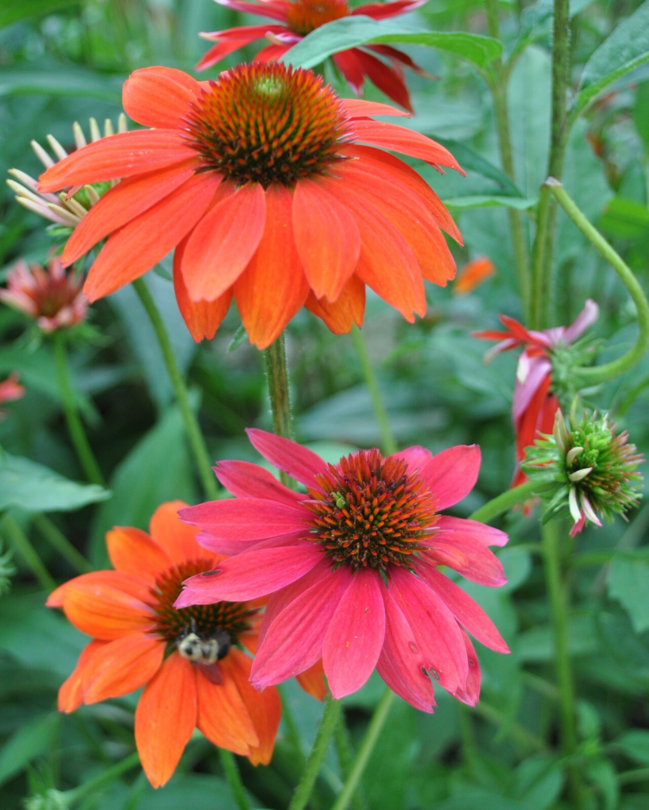 Red & Orange Cheyenne Spirit Mix 30+ Fresh Seeds Coneflower Echinacea Farm Fresh