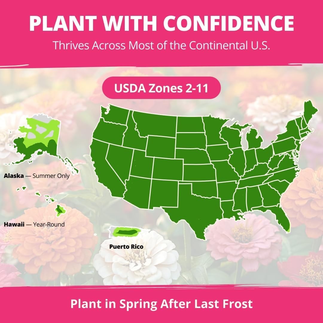 Vibrant Zinnia Dahlia Seeds – 524 Non-GMO, Low Maintenance for Containers