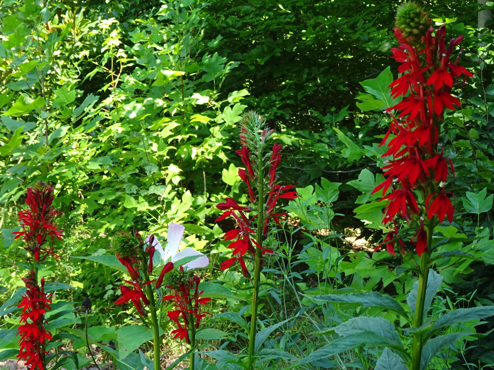 Cardinal Flower Lobelia Cardinalis Native for Hummingbirds 2000 seeds from 2023