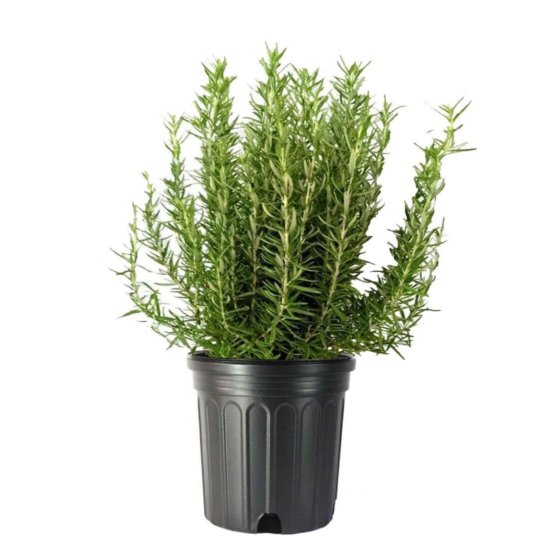 Plant Exchange Live Tuscan Blue Rosemary Plant with Fragrant Blue and Violet …