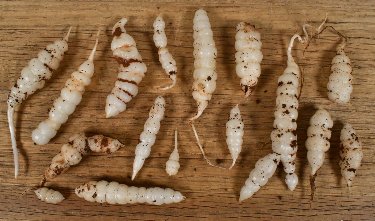 14 Stachys Affinis CROSNE Chinese Artichoke Root Bulbs Tubers Planting Crosnes