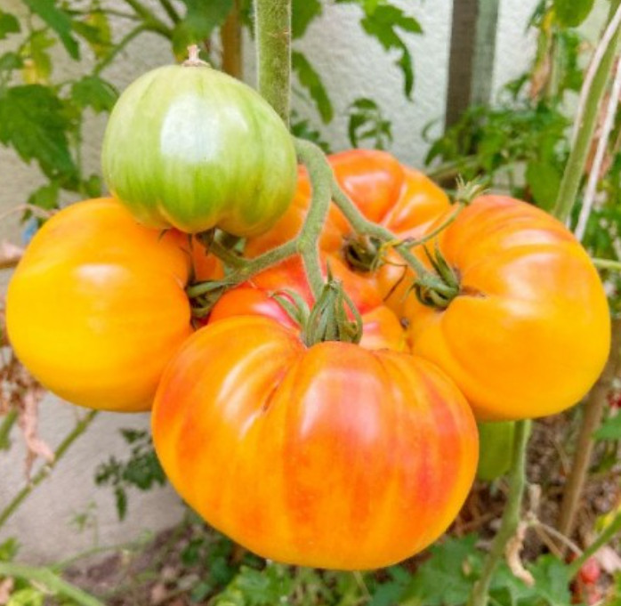 Tomato HAWAIIAN PINEAPPLE BEEFSTEAK Heirloom Indeterminate USA Non-GMO 30 Seeds