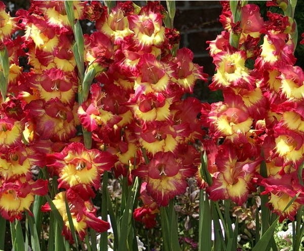 Sun Devil Bicolor Bearded Iris Rhizome, Yellow & Purple Flowering Plant, Root