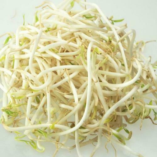 Organic Mung Bean Seeds – Sprouting Microgreens or Garden Plant – NON – GMO 2024