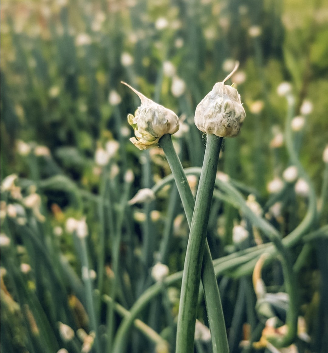 Egyptian walking onion stalks 1&2 year live get 10