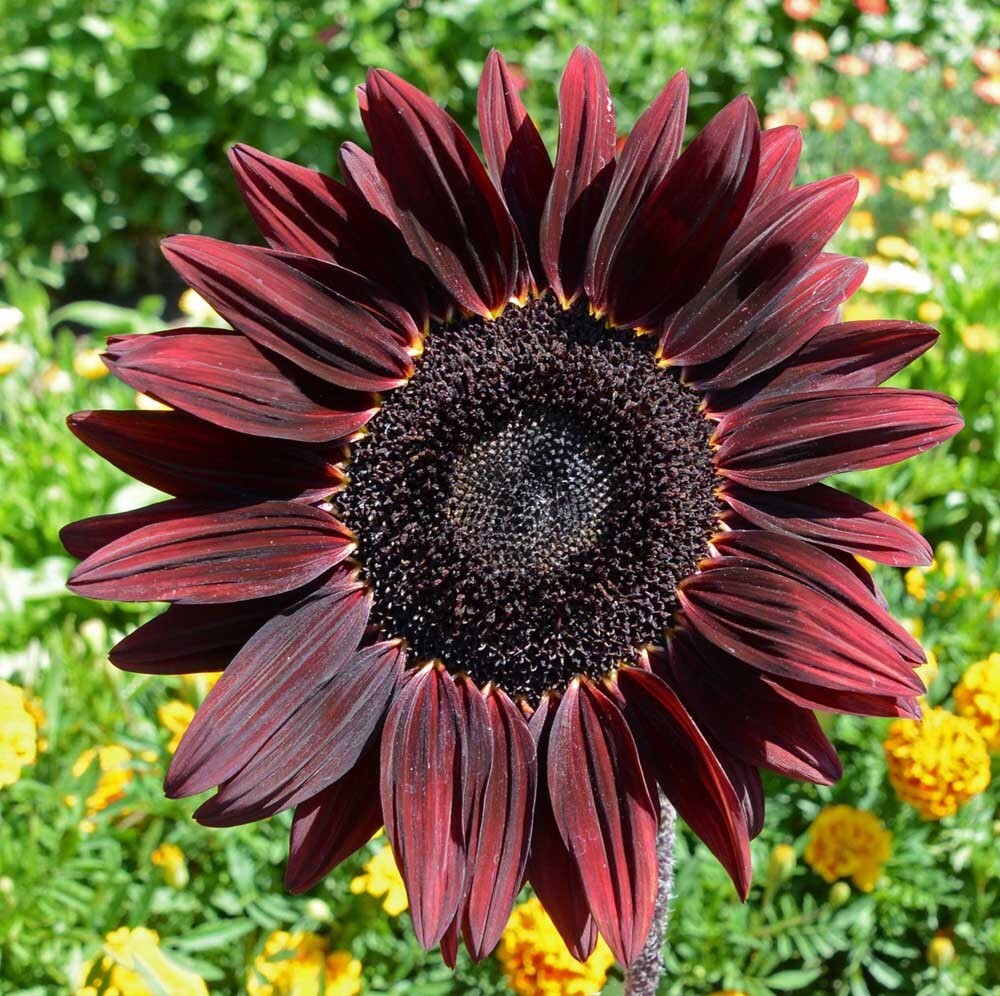 50+ Chocolate Cherry Sunflower Seeds — Heirloom – Organic – NON GMO —— RARE