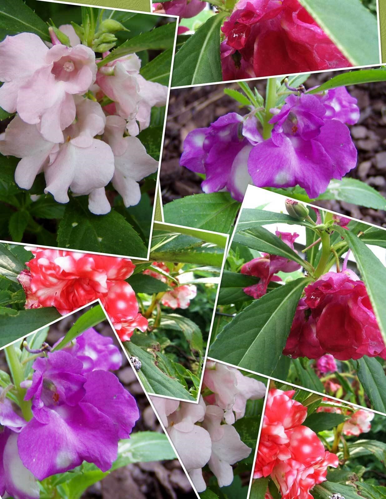 Impatiens balsamina Mixed Colors | Rose Balsam | Touch-Me-Not | 10_Seeds