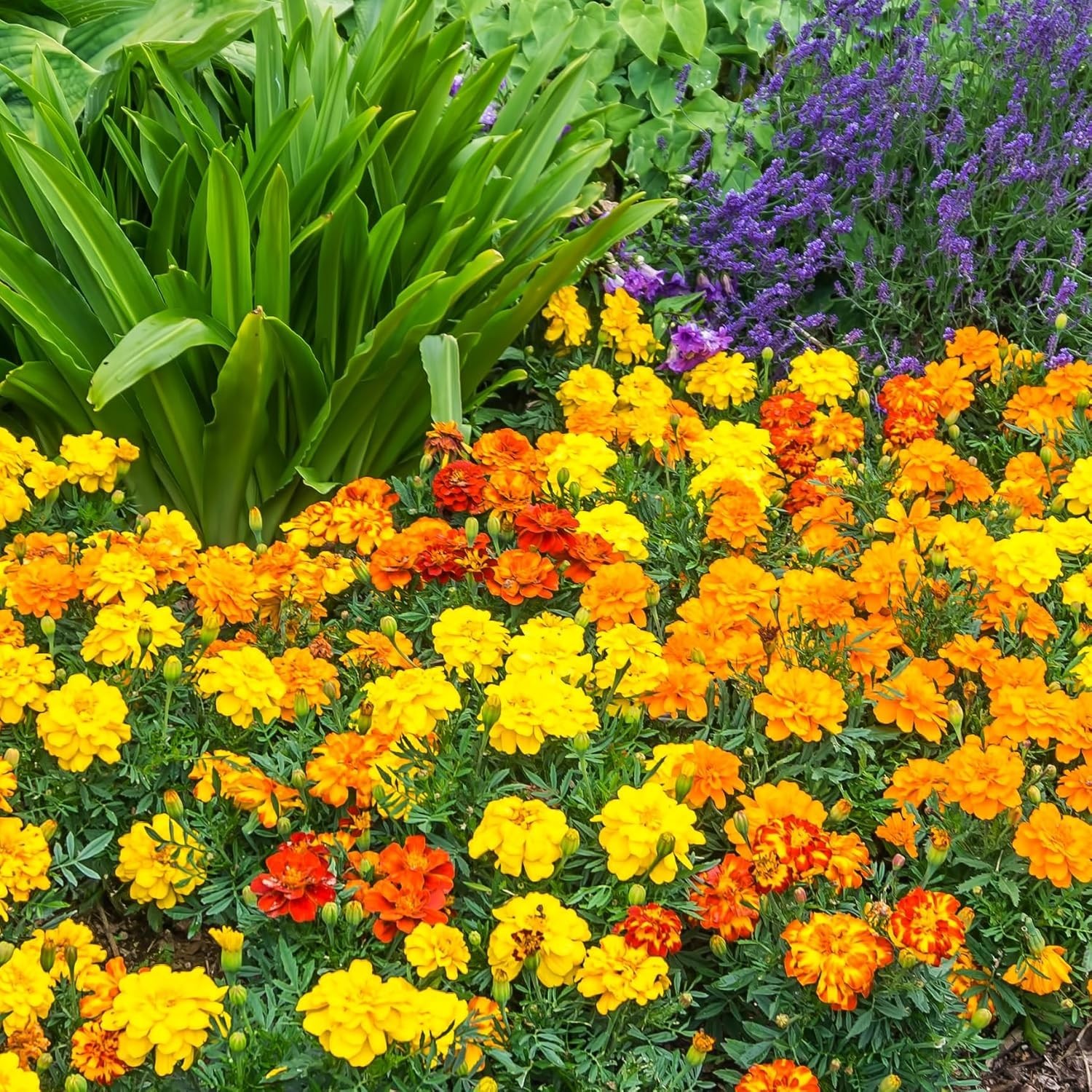 Fragrant Marigold Seeds – Petite Mixture for All Seasons, 200 Non-GMO Seeds