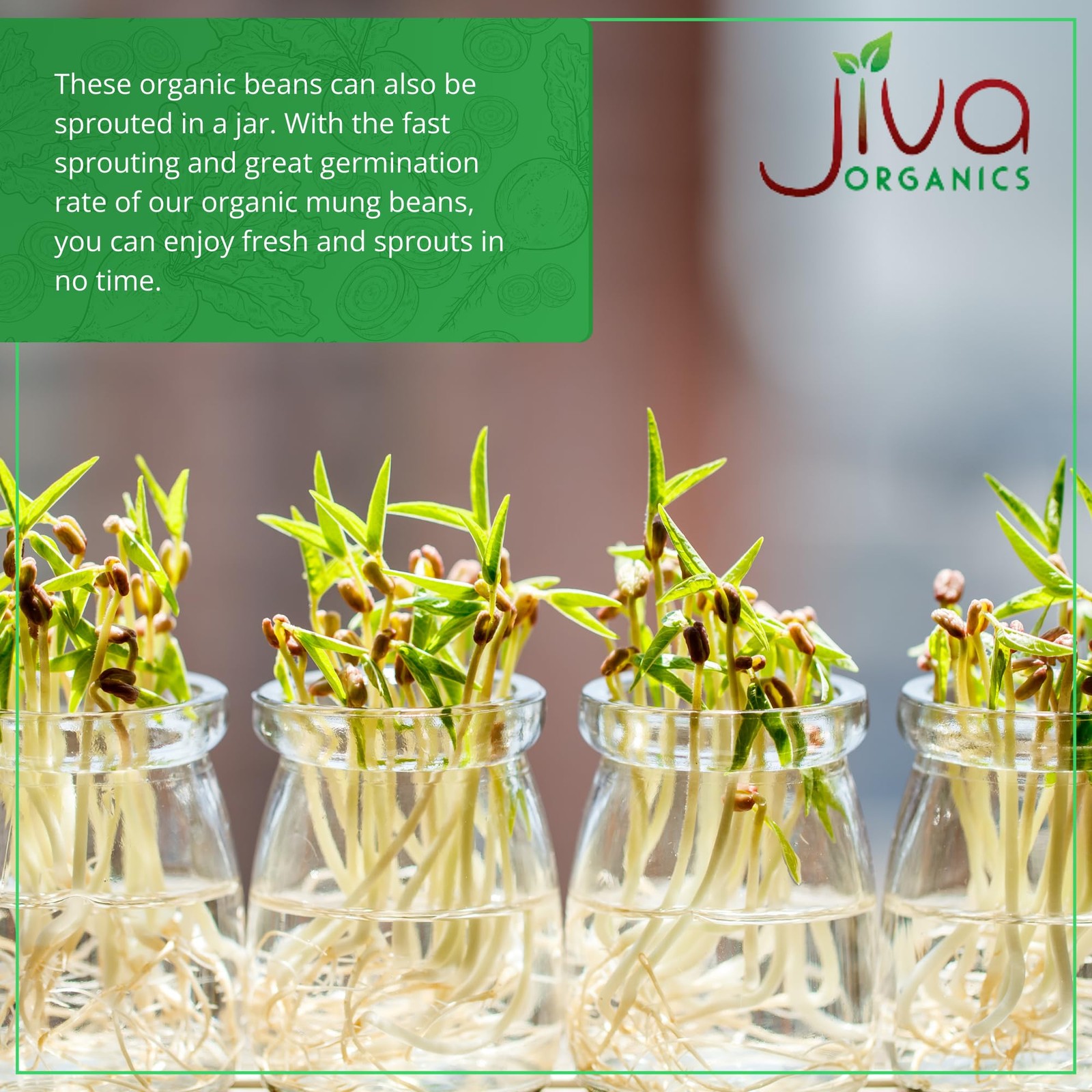 Jiva Organic Mung Bean – Mung Moong Beens Whole for Sprouting and Cooking – 2…