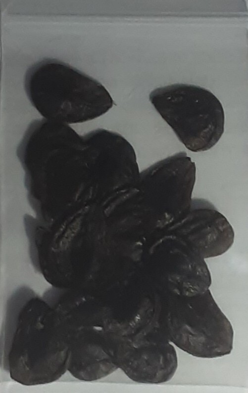 Amaryllis 25 +Seeds
