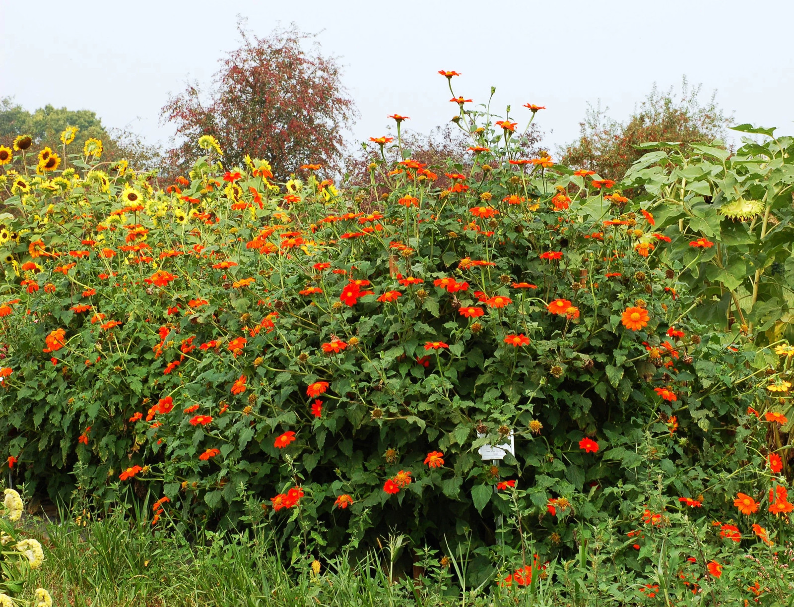 Mexican Sunflower Seeds | For Planting Tithonia Red Daisy Sun Flower Seed 2025