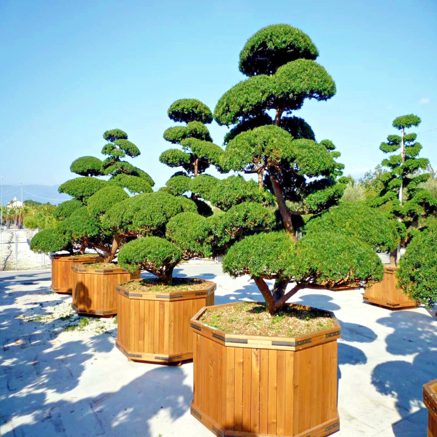 10 Japanese “Spreading” Yew (Taxus cuspidata) Tree Seeds, Bonsai or Landscaping