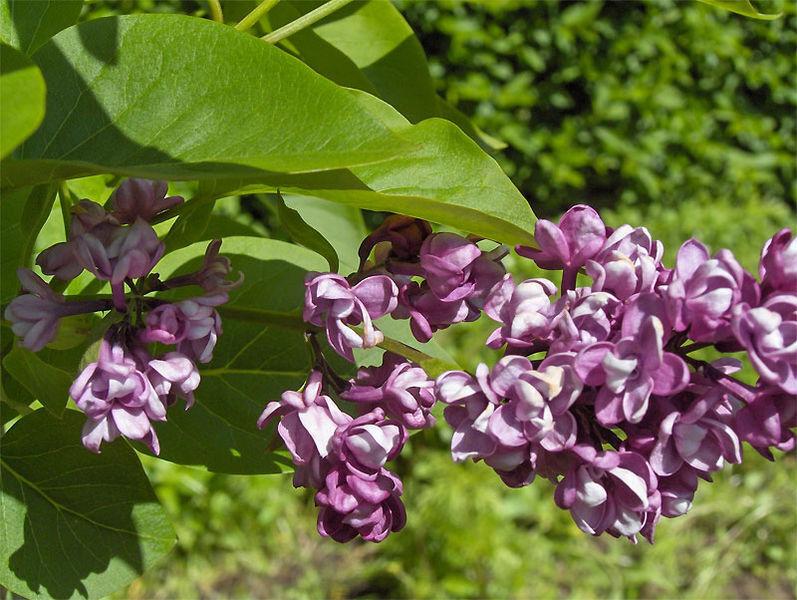 Seed Kingdom Lilac (Syringa Vulgaris) Nice Garden Tree Seeds 25 Seeds