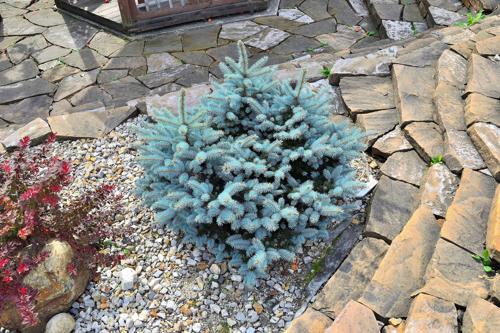 50 Colorado BLUE SPRUCE Tree Picea Pungens Glauca Christmas Tree Silver Seeds