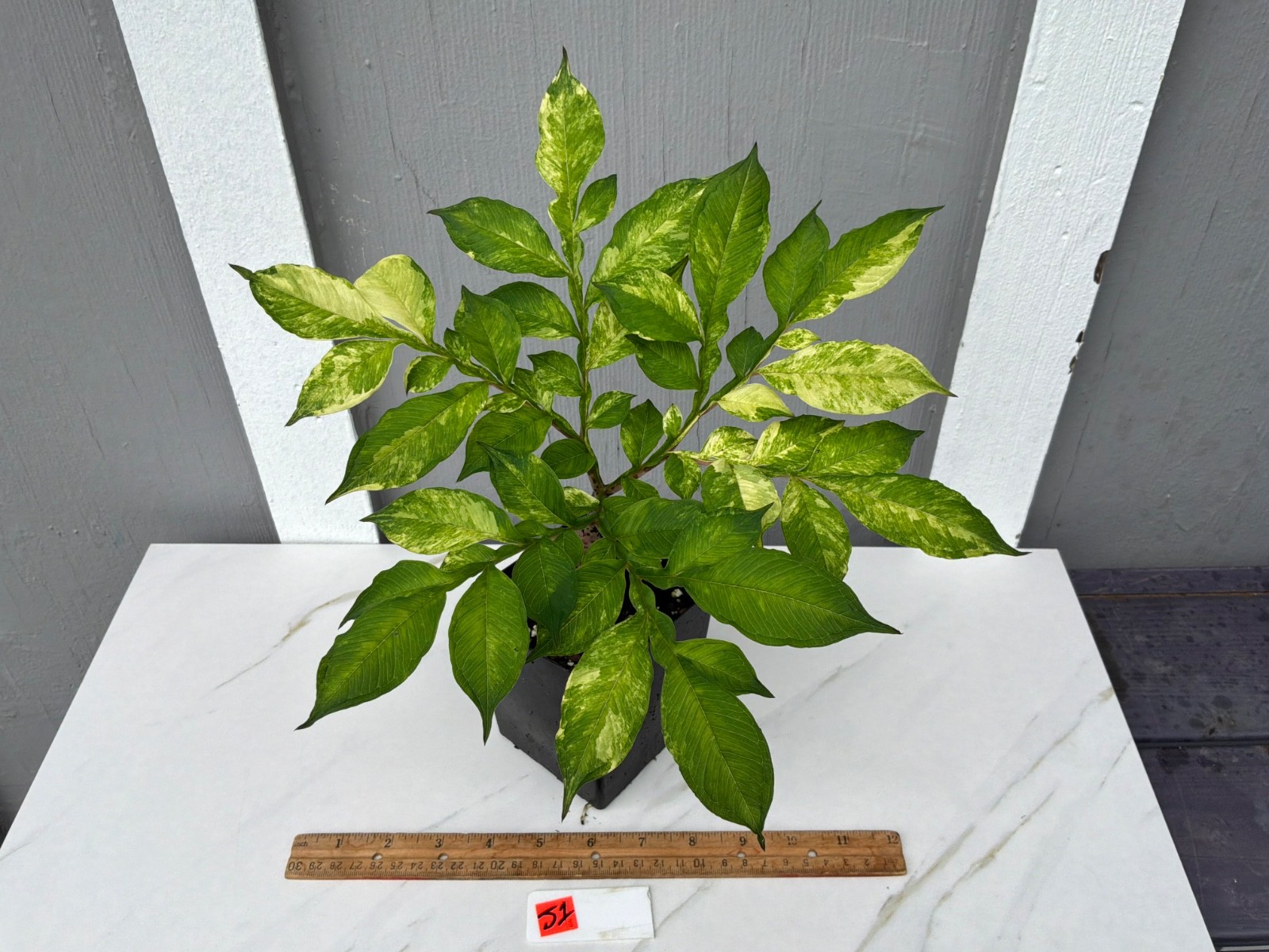 Amorphophallus konjac Shattered Glass Variegated Rare Plant Aroid Bulb Flower