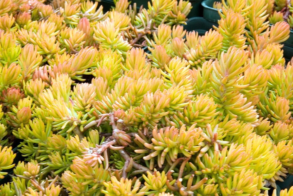 SEDUM ANGELINA 203 SEEDS, HARDY SEDUM, YELLOW FLOWERS IN SUMMER, EZ TO GROW.