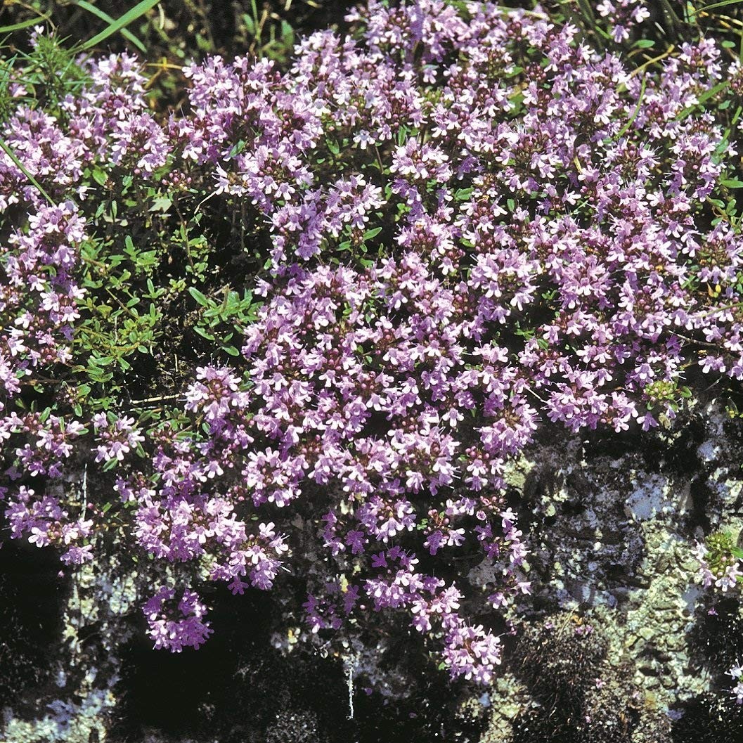 10000 Seeds Creeping Thyme Seeds For Planting | Mother of Thyme Ground Cover