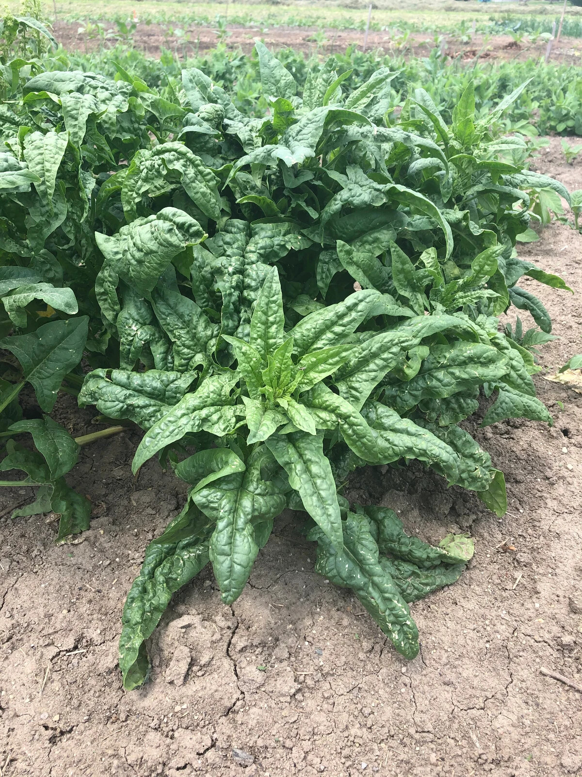 Heirloom Spinach approx. 100 Seeds Non-GMO Free Shipping No Tracking Read Desc