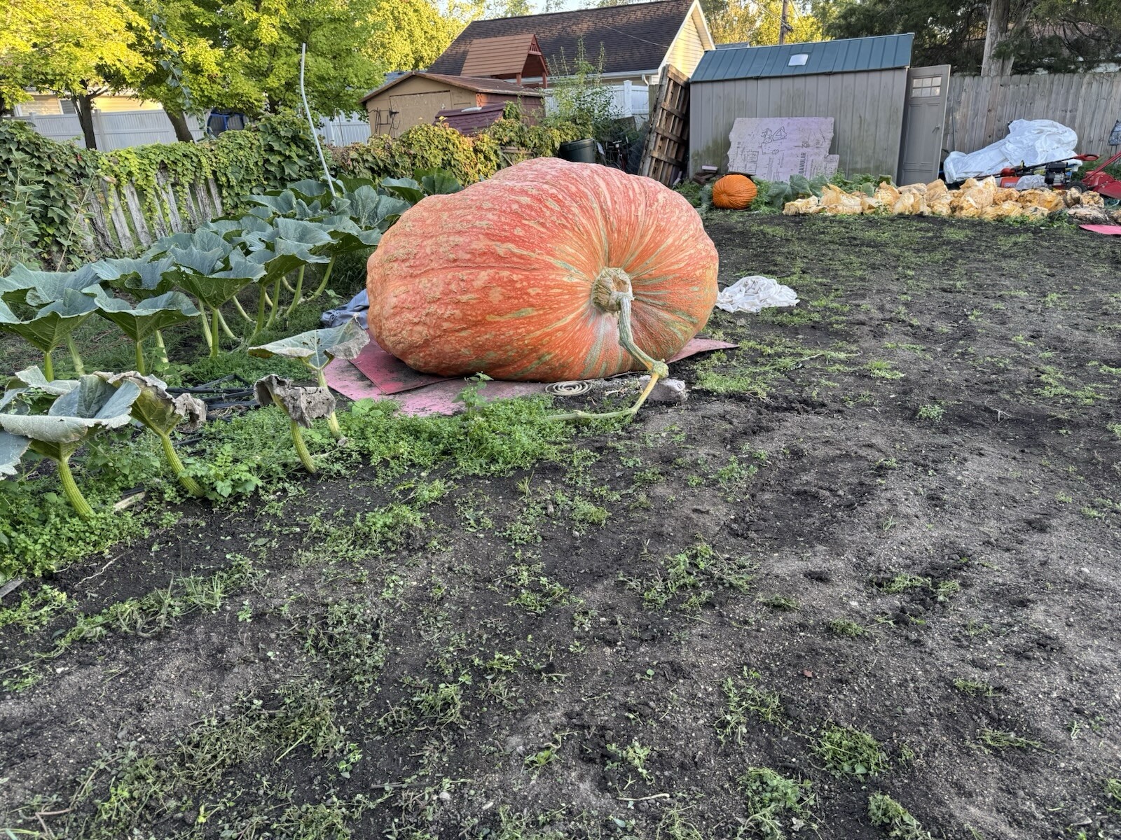 2 Atlantic Giant Pumpkin Seeds From The Heaviest Pumpkin Grown In Illinois 2024