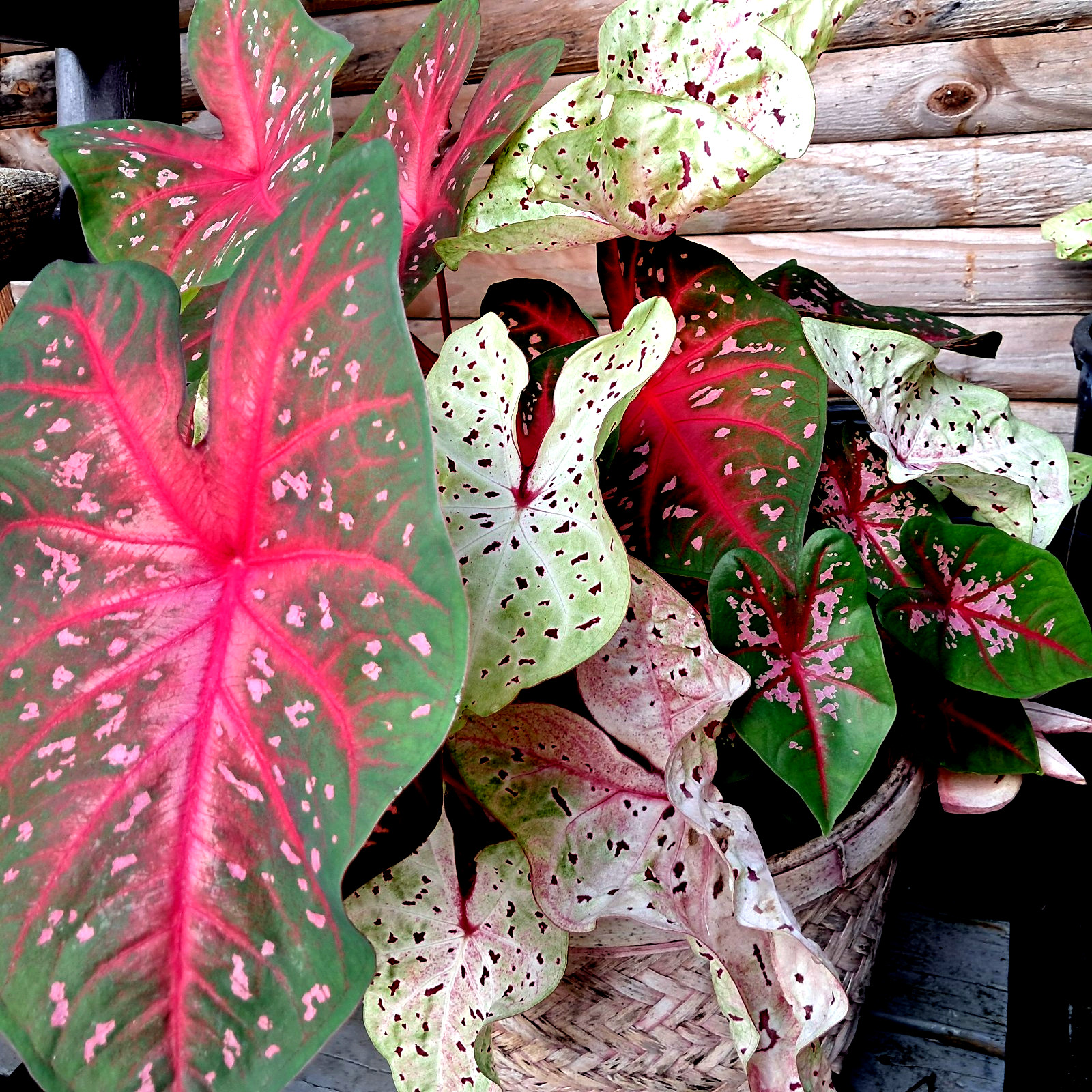 Caladium Bulbs for Planting , Mix 24 Bulbs Multi Colors from Florida
