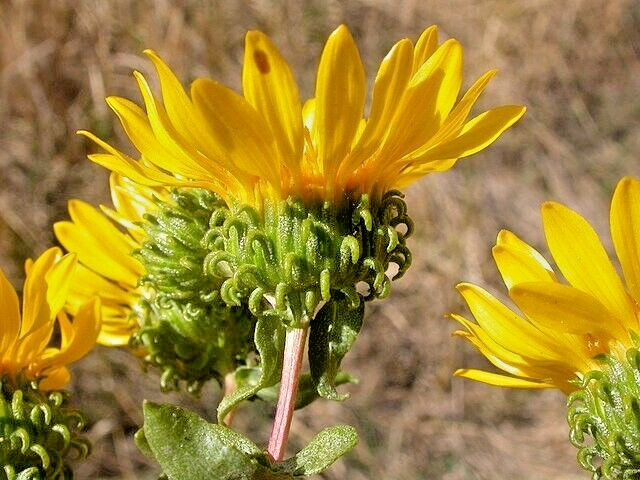 Puget sound gumweed, 200 seeds, Grindelia, medicinal herb, wildflower