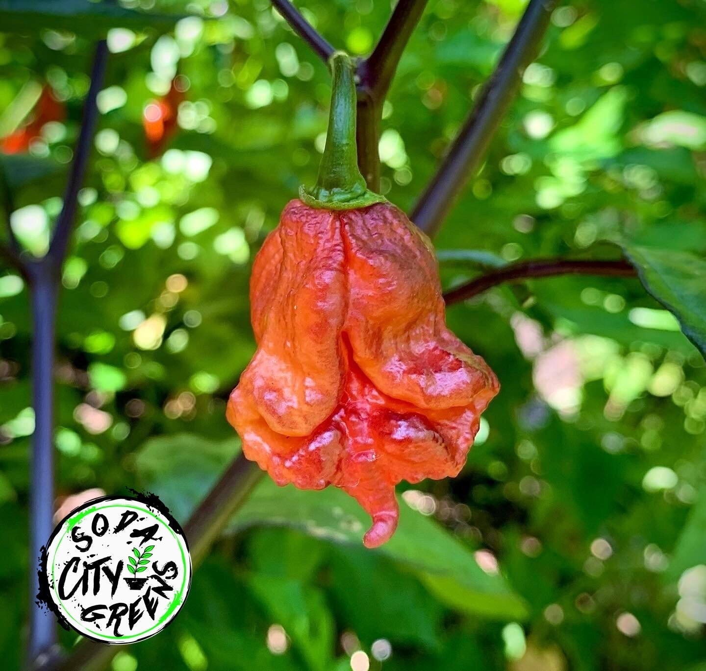 Orion Pepper Seeds 10+