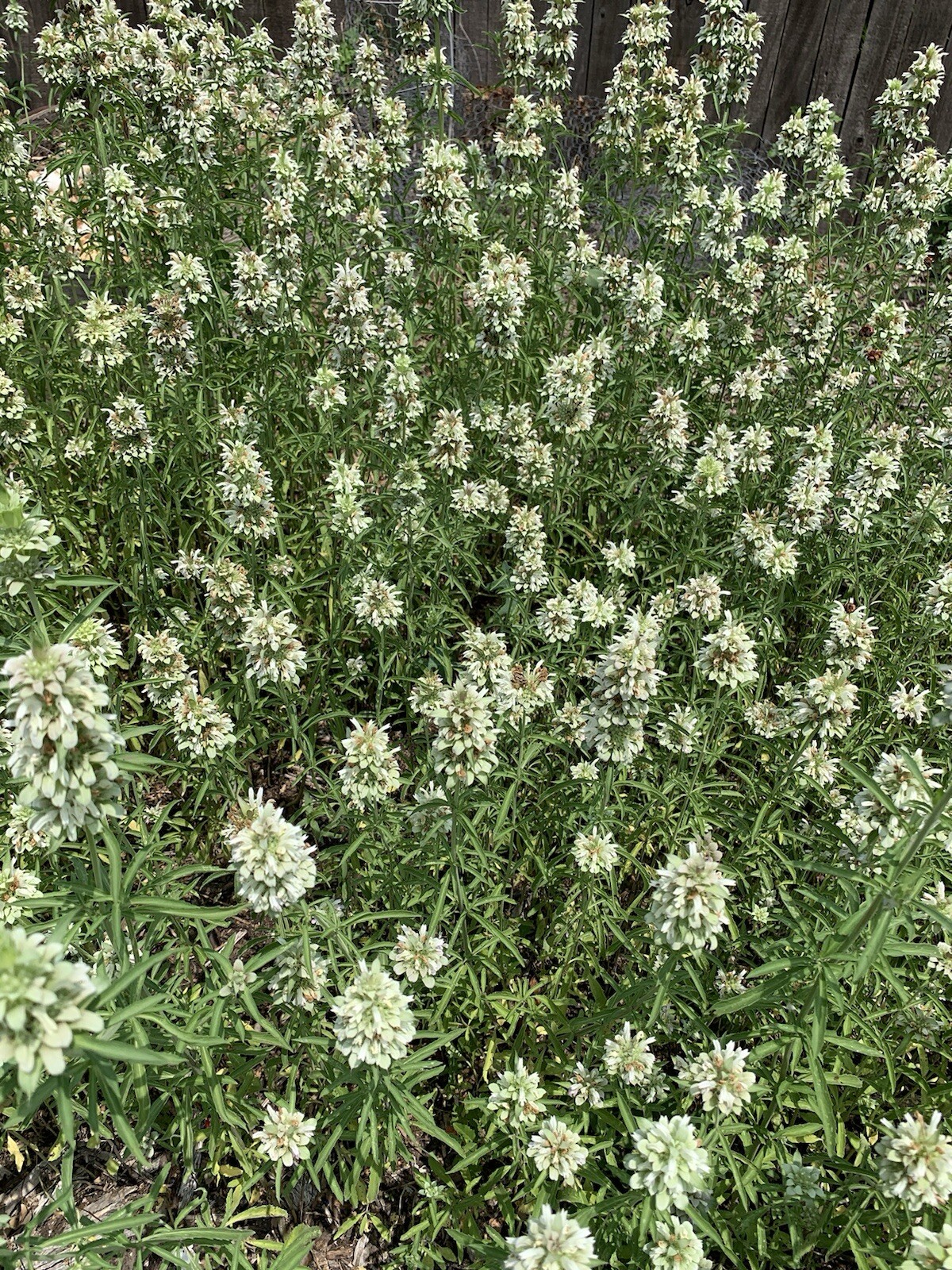 Lemon Beebalm Seeds. 100 plus seeds. Lemon Mint/Horsemint