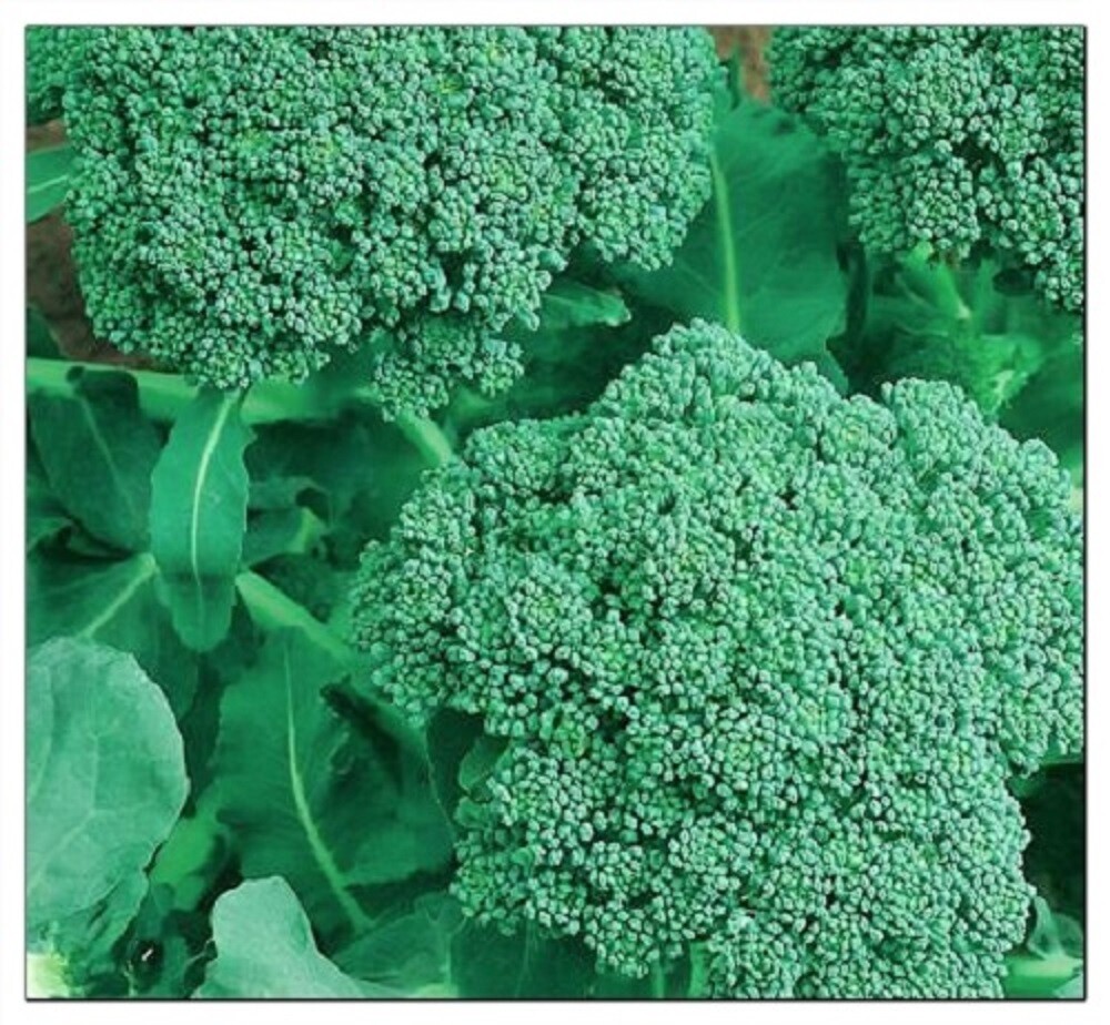 300+ 600+ Broccoli Seeds Waltham 29 Broccoli , Organic NON – GMO , 2025 Season
