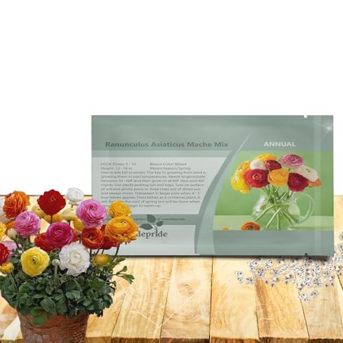 Persian Buttercup Ranunculus Seeds – 20 Pcs Annual, Vibrant 20 Seeds Mache Mix