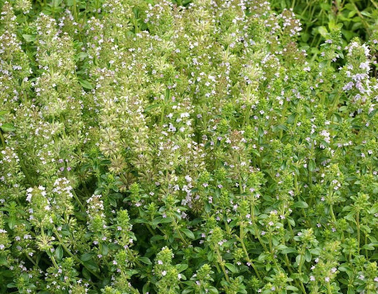 1000 Wild Thyme Flower Seeds pulegioides Spreading Ground Cover