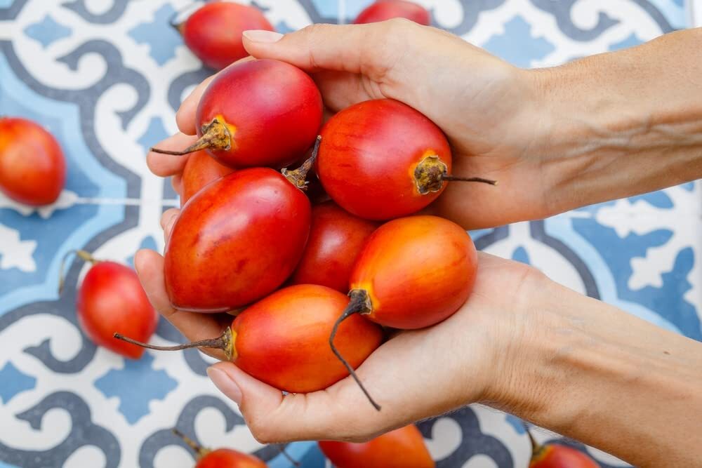 Tree Tomato Seeds for Planting – 10 Rare Seeds – Tamarillo, Cyphomandra betacea